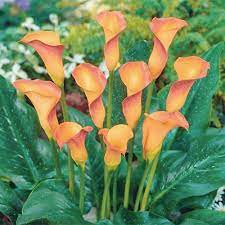 Zantedeschia Arum Lily Flower Seeds for Planting - Heirloom and Non-GMO garden Seeds