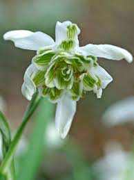 Sjældne duftende vintergækker (Galanthus nivalis 'Flore Pleno') Blomsterfrø til plantning - 100 stk.