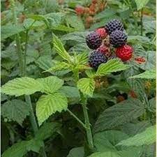 Lampone Rubus Idaeus Berry Fruit Seeds for Planting - a Sweet and Colorful Berry Harvest