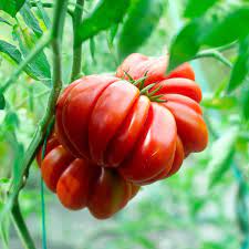 Red Santorini Tomato Seeds for Planting heirloom & Non-GMO Seeds