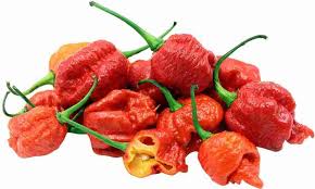 Carolina Reaper Chili frø til udplantning, 100 stk