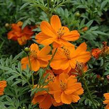 orange bossa flower seeds