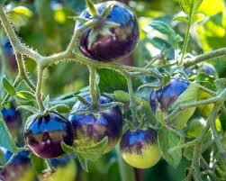 Violgrønne tomatfrø til udplantning, 100 stk