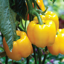 Yellow Bell Peppers Vegetable Seeds for Planting-Heirloom & Non-GMO Seeds for planting