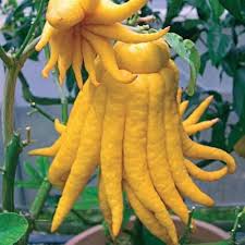 Yellow Finger-Citron Fruit Seeds for Planting -Rare Citrus Trees for Exotic Fruits, Heirloom & GMO Free Seeds