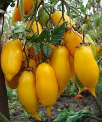 Yellow Banana Tomato Seeds for Planting heirloom & Non-GMO Seeds