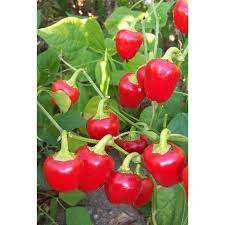 Red Mini Bell Pepper Vegetable Seeds for Planting-Heirloom & Non-GMO Seeds for planting