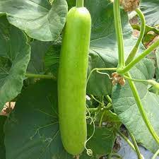 Long Calabash Gourd Vegetable Seeds for Planting heirloom & Non-GMO Seeds