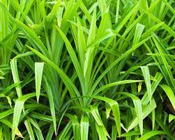 Pandan Seeds for Planting,Tropical Gardens -Heirloom & Non-GMO Seeds