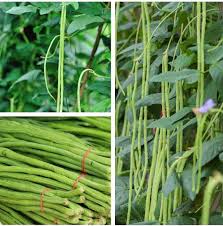 Oriental Yard Long Bean Frø til udplantning, 100 stk