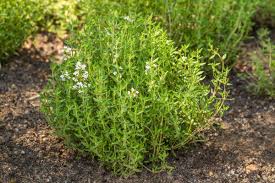 Green Thymus Serpyllum Plant Seeds for Planting - 100 pcs