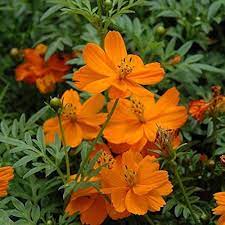 Orange Bossa Nova Flower Seeds for Planting - 100 pcs