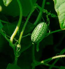 Grønne Cucamelon frø til plantning - 100 stk