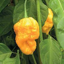 Trinidad Yellow Pepper Seeds for Planting heirloom & Non-GMO Seeds