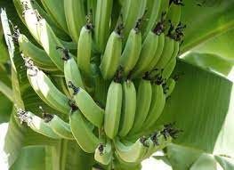 Green Plantain Plant Seeds for Planting-Nutritional and Tropical Gardens