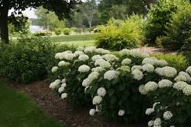 'Invincibelle Limetta' Hydrangea Flower Seeds for Planting - 100 pcs