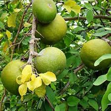bilva patra plant seeds Black Mission Fig Seeds – Heirloom Non-GMO Fruit Seeds for Garden Planting 100 pcs