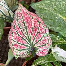 Light Pink Green Caladium Leaf Seeds – Heirloom Non-GMO High Germination Organic Garden Seeds for Planting