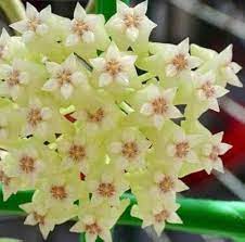 Light Green Hoya Flower Seeds for Planting - 100 pcs