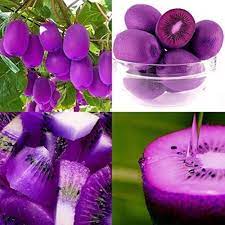 Purple Kiwi Fruit Seeds for Planting - a Tangy and Nutrient-Packed Tropical Fruit, Heirloom Seeds