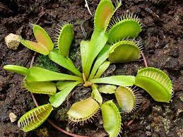 Red Catching Plant or Venus Fly Trap Insectivorous Plant Planting Seeds for Garden 100 pcs