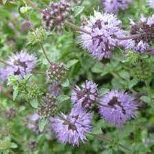 Purple Pennyroyal Herb Plant Seeds for Planting-Natural Garden Enhancement