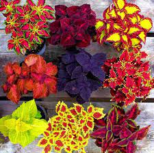 Bland Coleus Canina plantefrø til udplantning - 100 stk