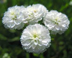 Hvide Pellitory Blomsterfrø til udplantning, 100 stk