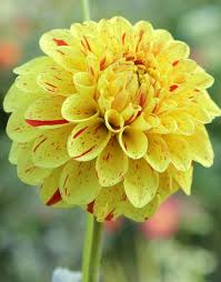yellow red flower seeds