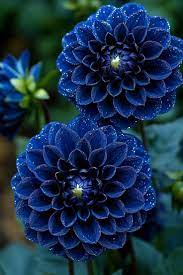 Heirloom Non-GMO Pompon Dahlia Flower Seeds – Blue Blooms for Planting
