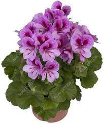 Light Violet Red Geranium Flower Seeds – Heirloom Non-GMO Seeds for Planting & Organic Garden Blooms