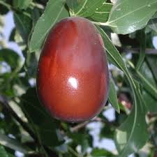 Lang Ziziphus Jujube Fruit Seeds for Planting - Grow Jujube Trees for Sweet Fruits, GMO Free Seeds