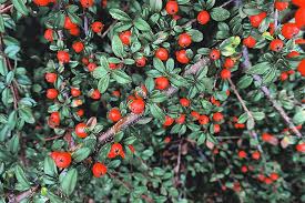 Brown Cotoneaster Seeds for Planting  heirloom & Non-GMO Seeds