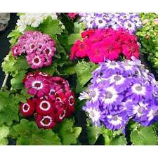 Cineraria Plant Seeds - Beautiful and Hardy Plants for Your Landscape  100 pcs