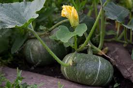 Calabaza or Sweet Pumpkin Seeds for Planting heirloom & Non-GMO Seeds