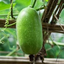 Green Wax Gourd Seeds for Planting heirloom & Non-GMO Seeds