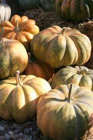 Brown Pumpkin Vegetable Seeds for Planting heirloom & Non-GMO Seeds