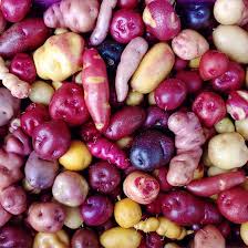 Heirloom Mixed Color Potato Vegetable Seeds for Planting – Non-GMO, High Germination Organic Garden Seeds