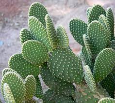 Green Opuntia Engelmannii Plant Seeds for Planting - Cactus and Prickly Pear Gardens, Heirloom Seeds