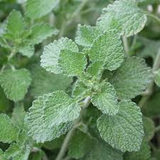 Green Horehound Seeds – Traditional Medicinal Herbs-Heirloom & Non-GMO Seeds for planting