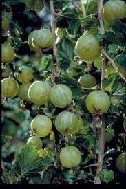 Greenfinch Gooseberry Fruit Seeds for Planting– Tart and Tangy, Rich in Vitamin C Fruit, GMO Free