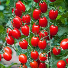 Red Grape Cherry Tomato Vegetable Seeds for Planting heirloom & Non-GMO Seeds