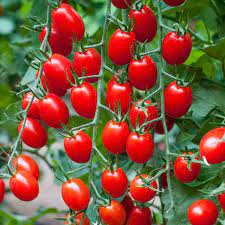 Red Grape Cherry Tomato Seeds for Planting