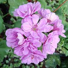 Light Violet Geranium Flower Seeds for Planting – Heirloom, Non-GMO, High Germination Organic Garden Seeds