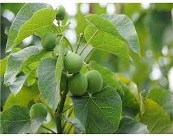 Jatropha Fruit Seeds for Planting - Growing Tropical Trees at Home Garden, Heirloom Seeds