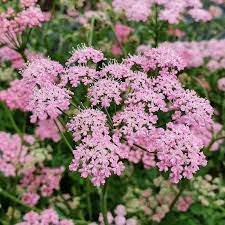 Chaerophyllum Flower Seeds for Planting - 100 pcs