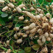 Peanut Plant Seeds for Garden Planting - 100 pcs