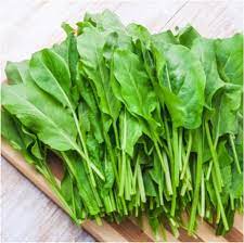 Large Leaf Sorrel (Rumex acetosa) Herb Seeds for Planting - Heirloom & Non-GMO Seeds for planting