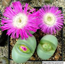 Pink Argyroderma Plant Seeds for Planting - 100 pcs