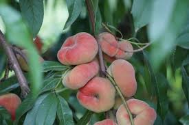 Donut Peach (Saturn Peach) Fruit Seeds for Planting - Sweet, Juicy Peaches, GMO Free Seeds